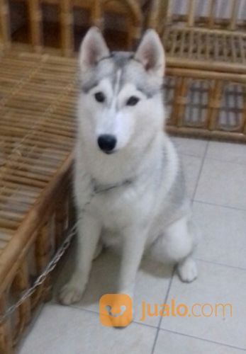 Beli siberian cheap husky