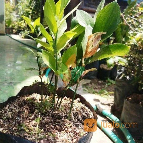 Tanaman Daun Ruskus