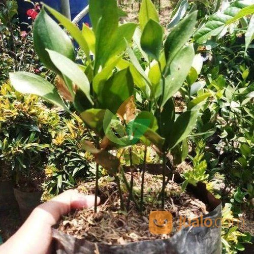 Tanaman Daun Ruskus