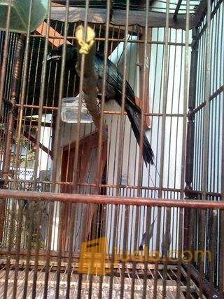 Burung Srigunting Krantil Jinak Yogyakarta Jualo