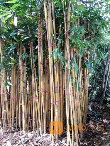 Hiasan Taman Pagar Bambu Jepang Dan Bambu Kuning