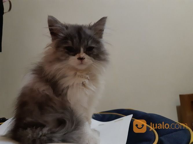 Kucing Persia Long Hair Flat Nose di Kota Yogyakarta, Yogyakarta