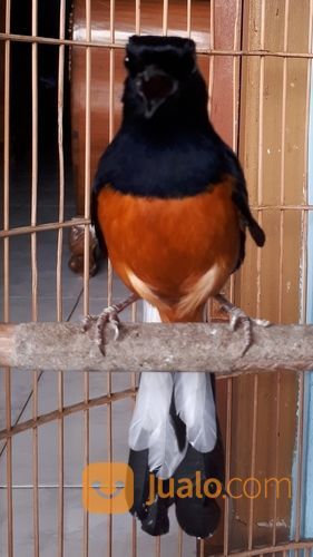 Burung Murai Lampung Super Jakarta Timur Jualo