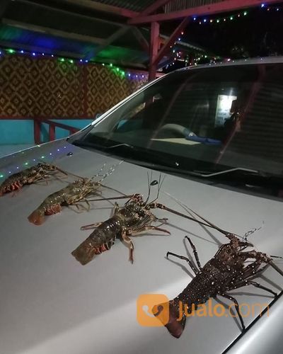 Lobster Air Laut Fresh Harga Bersaing