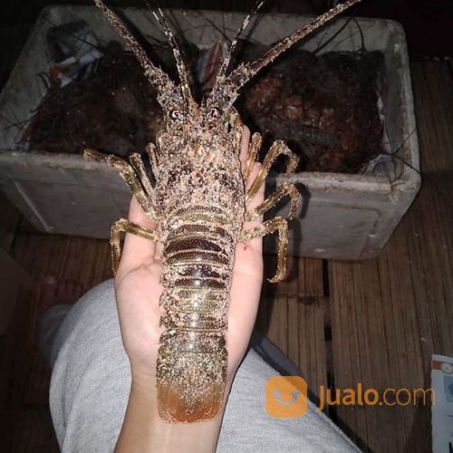 Lobster Air Laut Fresh Harga Bersaing