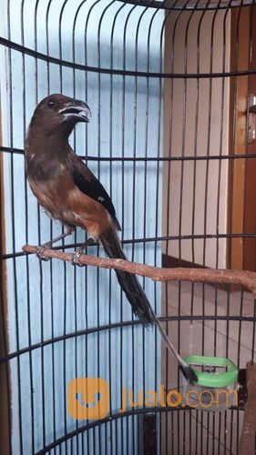 Burung Pentet Raja Gacor Jakarta Timur Jualo