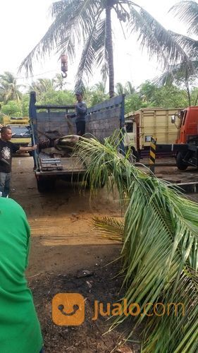 Pohon Kelapa Ijo. Kelapa Sayur. Kelapa Gading .Kelapa Kuning