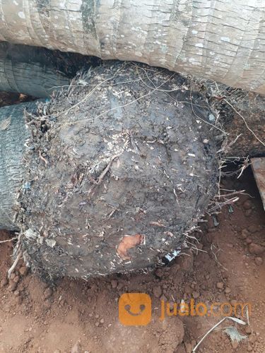 Pohon Kelapa Ijo. Kelapa Sayur. Kelapa Gading .Kelapa Kuning