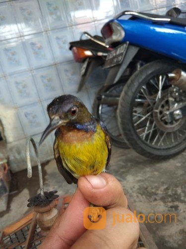 Burung Kolibri Kelapa Dan Sangkar Bekasi Jualo
