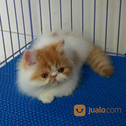 Jual Beli Kucing Persia Peaknose / Part 3 : Yang anakan ped dilepas non