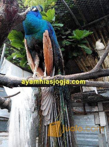 Merak Biru Dan Putih India Resmi Legal Kab Bantul Jualo