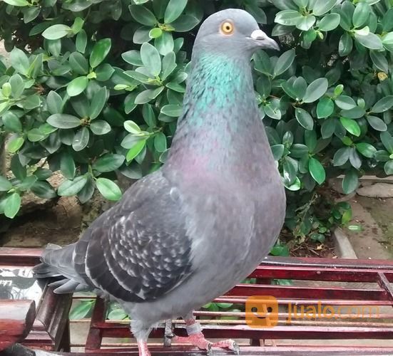 Burung Merpati Kolong Bekasi Jualo