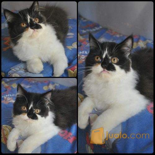 jual kucing persia malang