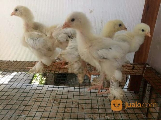 Anak Ayam Hias Brahma