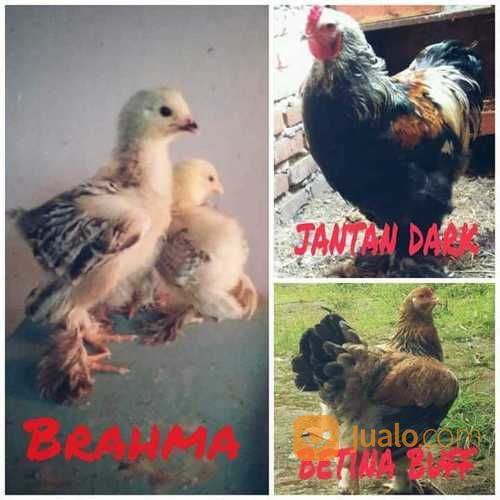 Anak Ayam Hias Brahma