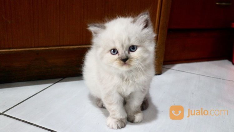 Kucing Himalayan (Kitten) | Bandung | Jualo