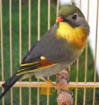 Daftar Harga Burung Robin Terbaru September 2020 Lengkap