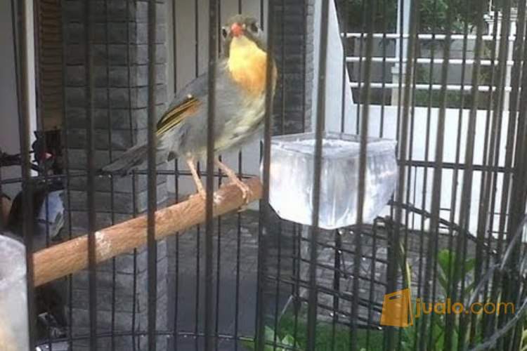 Dijual Burung Robin Berkicau Merdu Jakarta Pusat Jualo