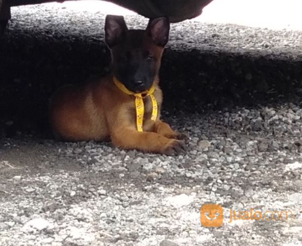 Anjing Belgian Malinois Kab Klaten Jualo