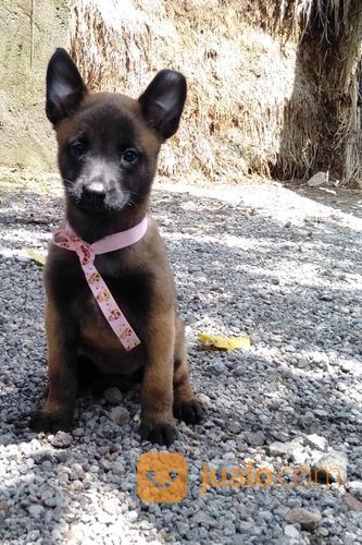 Anjing Belgian Malinois Kab Klaten Jualo