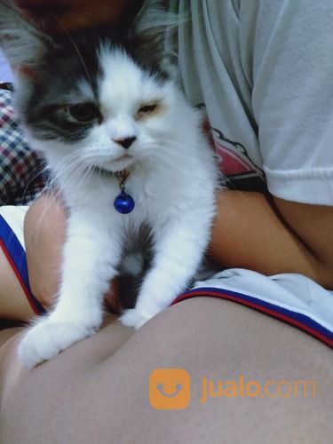 Kitten Adoption Jakarta - The Y Guide