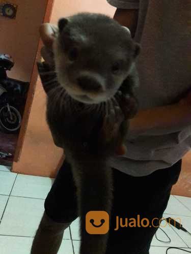 Otter Berang Berang Bonus Kandang Tangerang Selatan Jualo