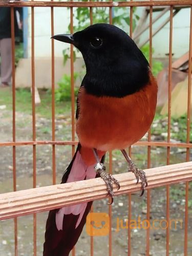 Murai Medan Gacor Kab Temanggung Jualo