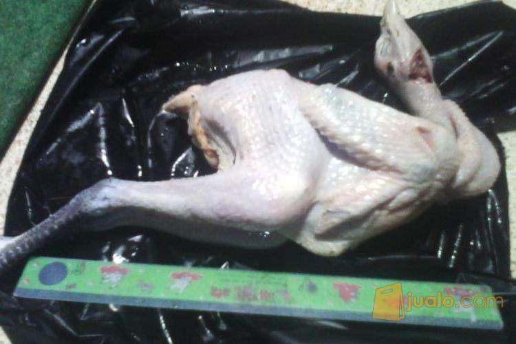 Karkas Ayam Pejantan Broiler Kampung Tasikmalaya Jualo