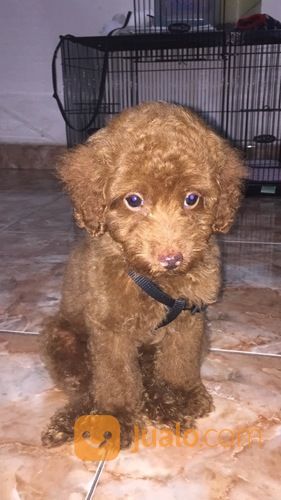 toy poodle harga