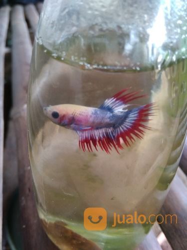 Botol Sama Ikan Cupang Ct Kab Serang Jualo