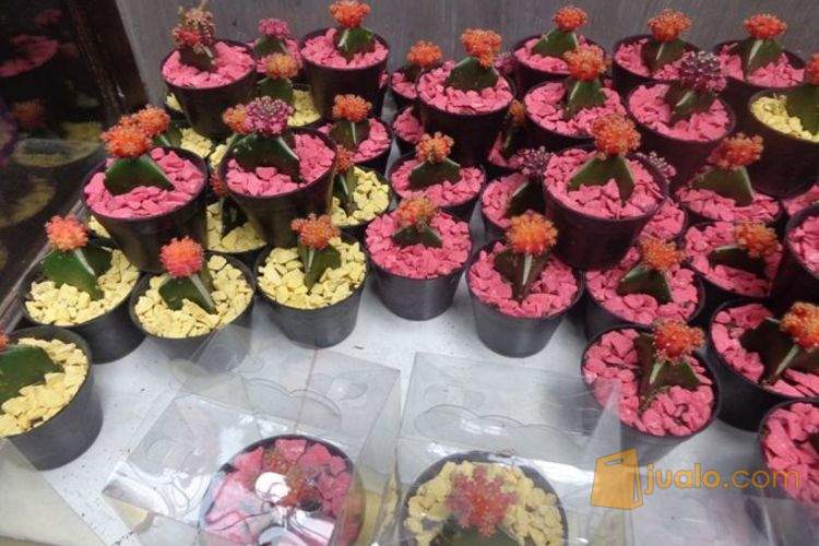 souvenir kaktus & sukulen surabaya | Kab. Sidoarjo | Jualo
