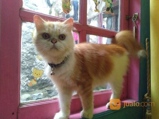 Yuk Kenalan Dengan 7 Kucing Super Gemas Dari Cream Heroes