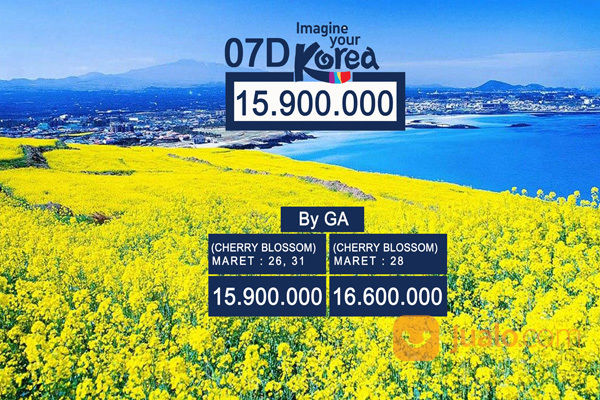 Paket Tour 7 Hari Korea Jeju Island Plus Canola Field Dan Cherry Blossom