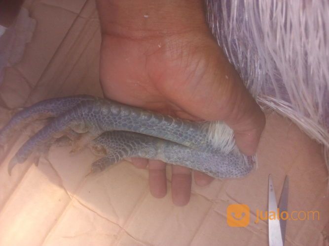 Ayam Cemani Cemara Putih Jantan