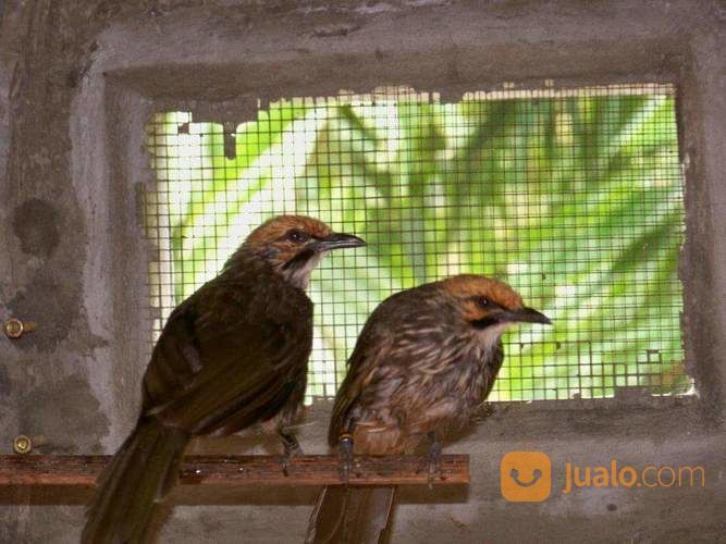 Sepasang Cucak Rowo Siap Ternak Malang Jualo