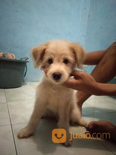 anjing shih tzu mix pom