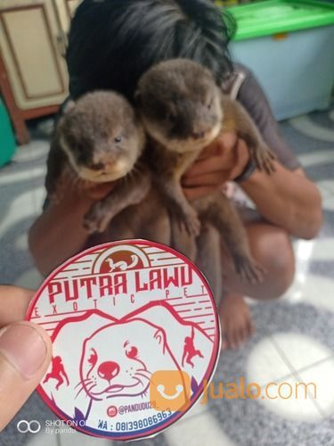 Baby Otter Bayi Berang Berang Bekasi Jualo