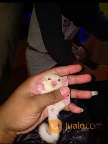 Sugar Glider Albino Jantan Joey Surabaya Jualo