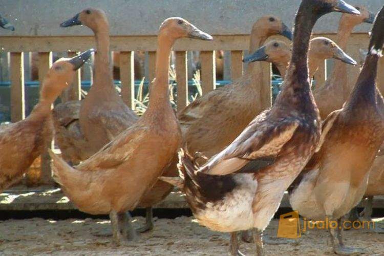 Jual Bebek Besar Ciputat Jualo