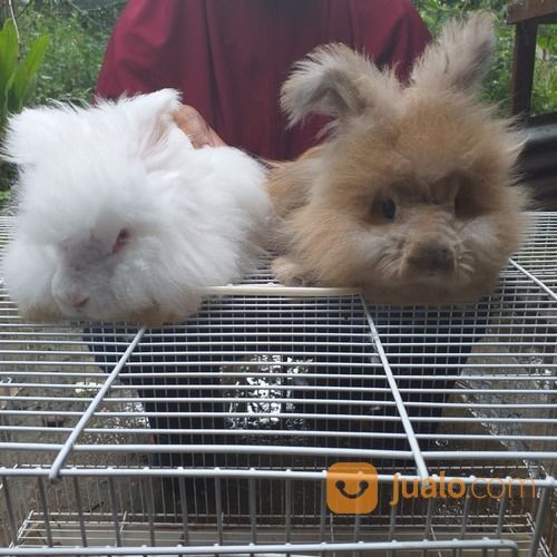 Kelinci Imut Dan Lucu Payakumbuh Jualo