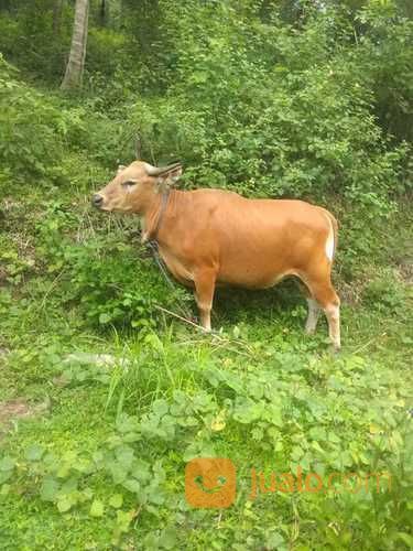 Sapi Kupang Dan Limosin Stok Qurban 2019 Jakarta Utara Jualo