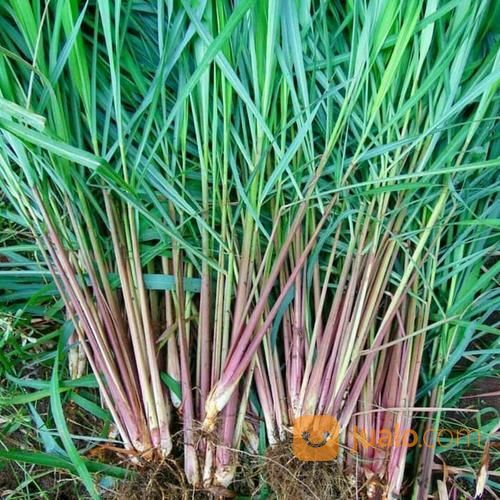 Tanaman Sereh Wangi Merah Kab Bojonegoro Jualo