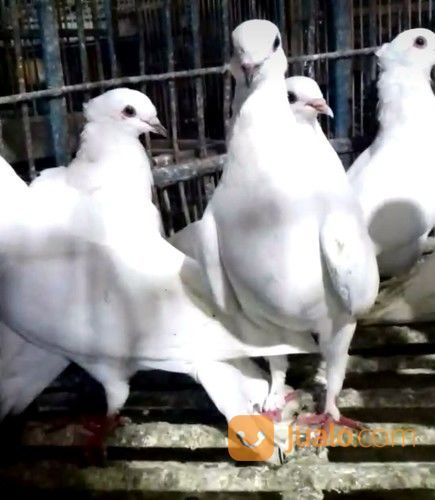 Burung Merpati Putih Jakarta Selatan Jualo