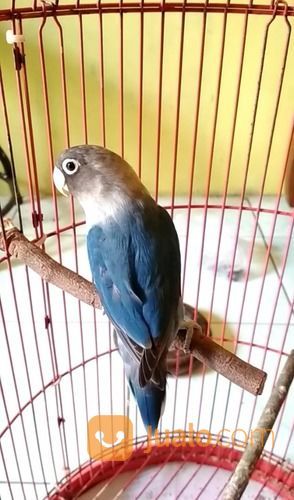 Lovebird Kekean Mangsi Perso Jantan Surabaya Jualo