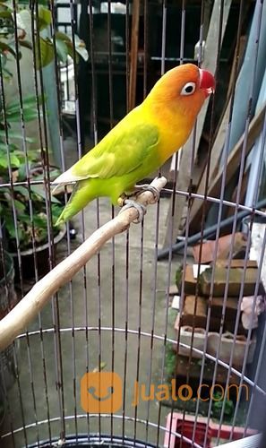 Lovebird Bety Bekas Kekean Pakai Ring Surabaya Jualo