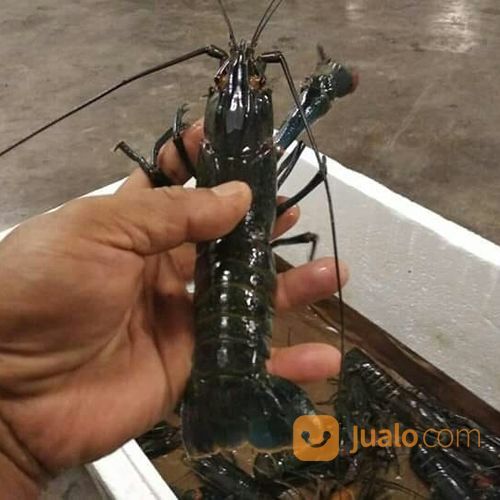 Lobster Air Tawar