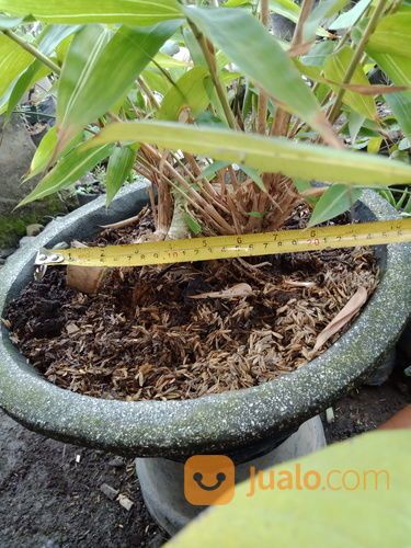 Bonsai Bambu Kuning Kab Sidoarjo Jualo