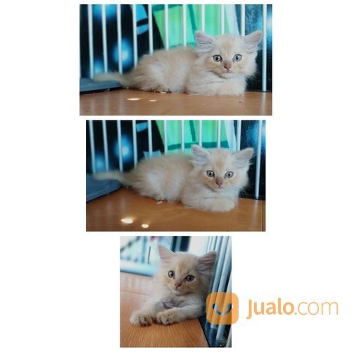 Kucing Persia Medium 2 5 Bulan Bekasi Bekasi Jualo