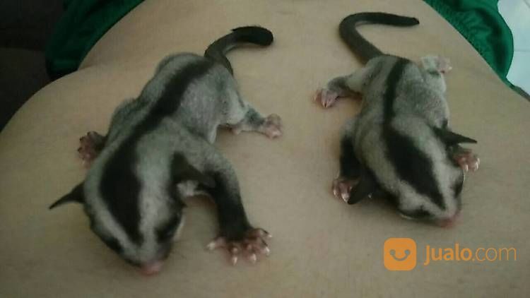 Sugar Glider Joey Dan Indukan Bogor Jualo