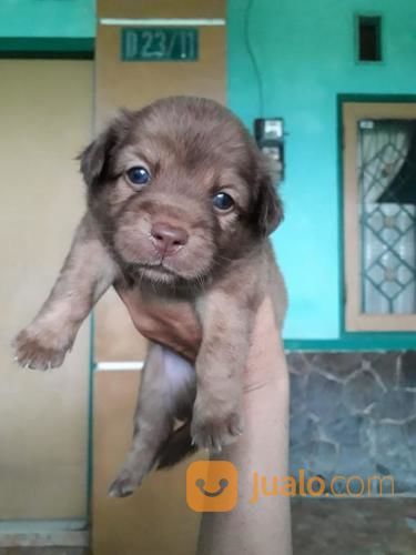 Jual Beli Anjing Peliharaan Semarang Jawa Tengah Bekas Dan Baru